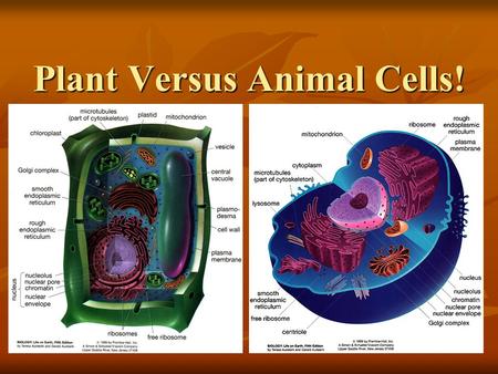 Plant Versus Animal Cells!. Like a needle in a haystack! Like a Pirate at Palatine! It is easy to see that people don’t look like flowers and animals.