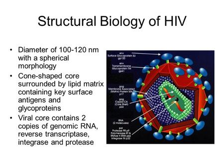 Structural Biology of HIV Diameter of 100-120 nm with a spherical morphology Cone-shaped core surrounded by lipid matrix containing key surface antigens.