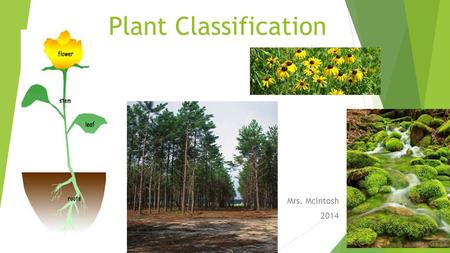 Plant Classification Mrs. McIntosh 2014. How are plants classified? 1. By how they transport (move) water 2. By how they reproduce.