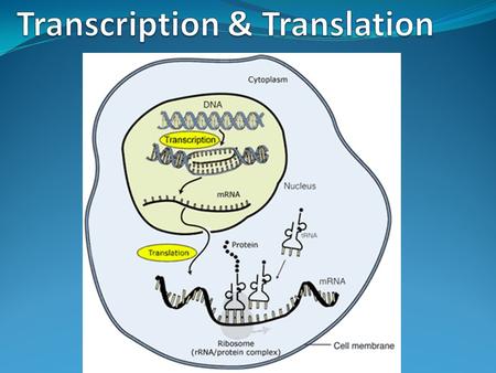 Transcription & Translation