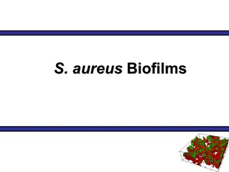 S. aureus Biofilms. Staphylococcus aureus ALL STAPHYLOCOCCI are:ALL STAPHYLOCOCCI are: 1. Gram-positive 1. Gram-positive 2. Cocci 2. Cocci 3. Clusters.