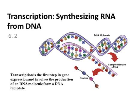 Transcription: Synthesizing RNA from DNA