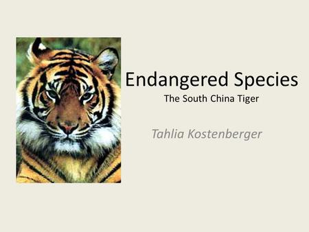 Endangered Species The South China Tiger