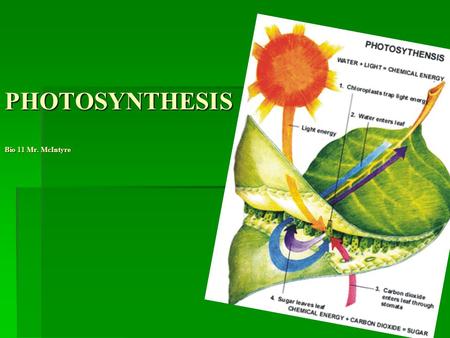 PHOTOSYNTHESIS Bio 11 Mr. McIntyre