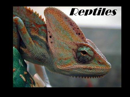 Reptiles.