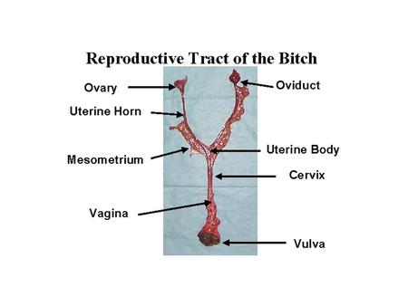 The breeding soundness examination should begin with a thorough reproductive and medical history, including information on previous cycles (onset and.