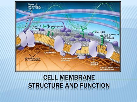  Phospholipids  Give membrane hydrophilic and hydrophobic properties  Phosphate – hydrophilic, face aqueous exterior or interior  Fatty acid – hydrophobic,