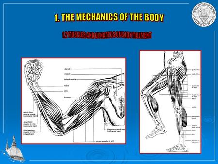 1. THE MECHANICS OF THE BODY