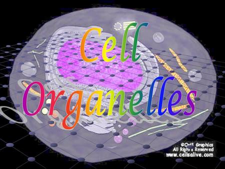 Cell Organelles.