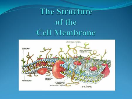 A soap molecule has a long hydrocarbon chain and a charged head. Soap will form a mono- molecular film on water.