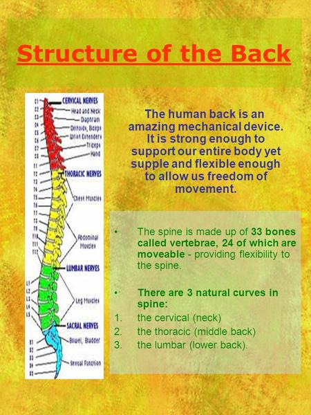 Structure of the Back The human back is an amazing mechanical device. It is strong enough to support our entire body yet supple and flexible enough to.