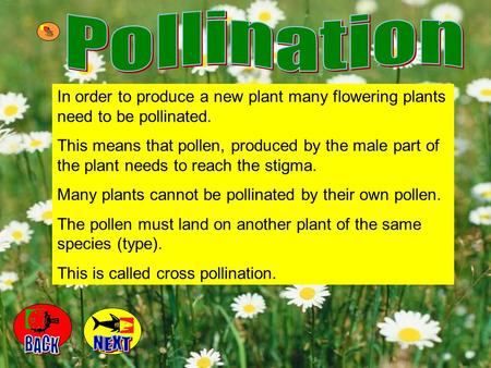 Pollination In order to produce a new plant many flowering plants need to be pollinated. This means that pollen, produced by the male part of the plant.