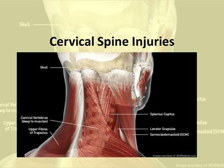 Cervical Spine Injuries. Myotome and Dermatome Testing Nerve Root Level Sensory TestingMotor TestingReflex Testing C1-C2Front of faceNeck flexionN/A C3Lateral.