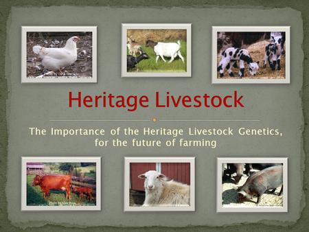 The Importance of the Heritage Livestock Genetics, for the future of farming.