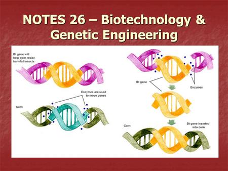 NOTES 26 – Biotechnology & Genetic Engineering