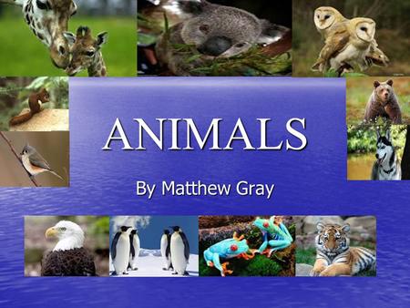 ANIMALS By Matthew Gray. Contents 1.Title Page 1.Title Page 2.Contents 2.Contents 3.Animal Groups 3.Animal Groups 4.Fish 4.Fish 5.Reptiles 5.Reptiles.