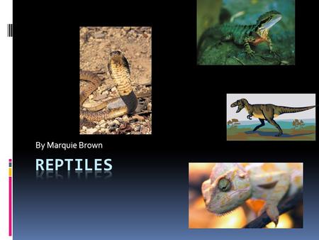 By Marquie Brown. Table Of Contents Introductionp. 1 Chapter 1 Snakesslide 4 Chapter 2Lizardsslide 8 Chapter 3Extinct Reptilesslide 12 Conclusionslide.