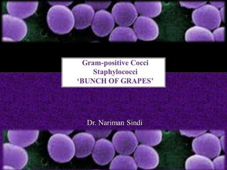 Gram-positive Cocci Staphylococci ‘BUNCH OF GRAPES’