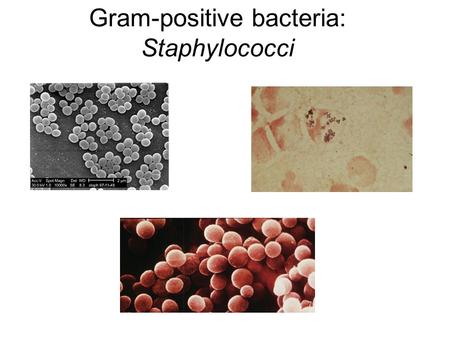 Gram-positive bacteria: Staphylococci