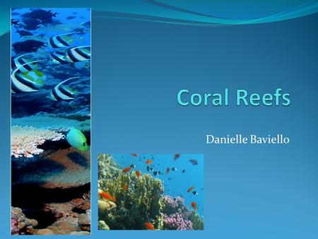 Danielle Baviello. What exactly are coral reefs? Coral reefs are rocky mounds and ridges formed in the sea by marine organisms through the accumulation.