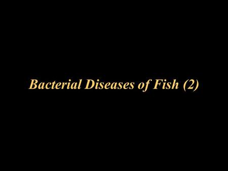 Bacterial Diseases of Fish (2)