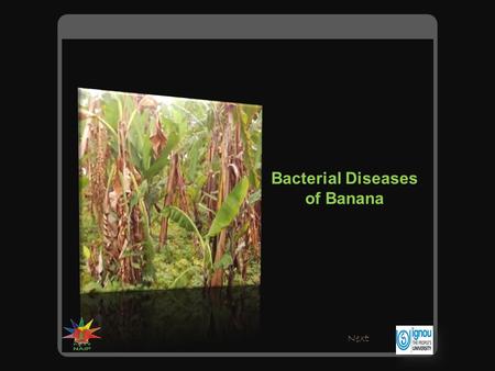 Bacterial Diseases of Banana