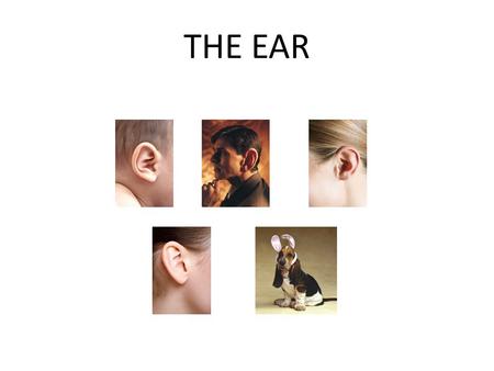 THE EAR.