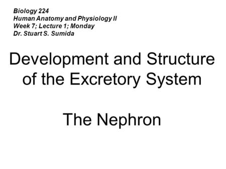 Development and Structure of the Excretory System