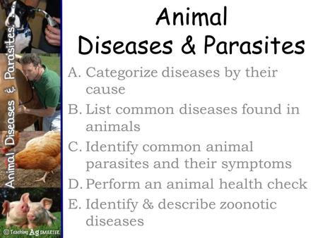 Animal Diseases & Parasites