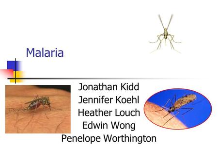 Malaria Jonathan Kidd Jennifer Koehl Heather Louch Edwin Wong