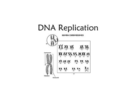 DNA Replication.