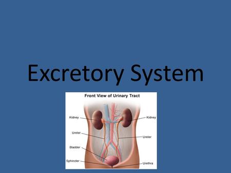 Excretory System.