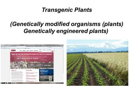 (Genetically modified organisms (plants)