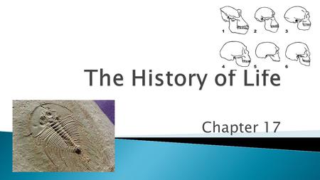 The History of Life Chapter 17.