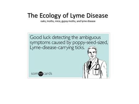 oaks, moths, mice, gypsy moths, and lyme disease