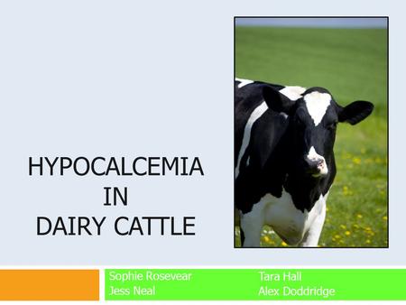 Hypocalcemia in dairy cattle