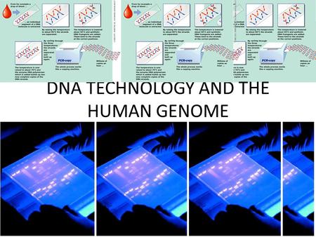 DNA TECHNOLOGY AND THE HUMAN GENOME. MOST DNA TECHNOLOGY IS NATURALLY OCCURING PHENOMENA THAT WE MANIPULATE TO SERVE OUR CURIOUSITY AND INTEREST – BACTERIAL.