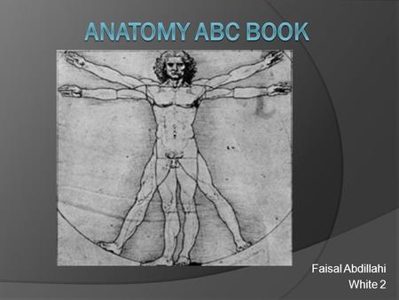 Faisal Abdillahi White 2. A…is for Abdominals  They are the muscles that are between your pelvis and thorax.