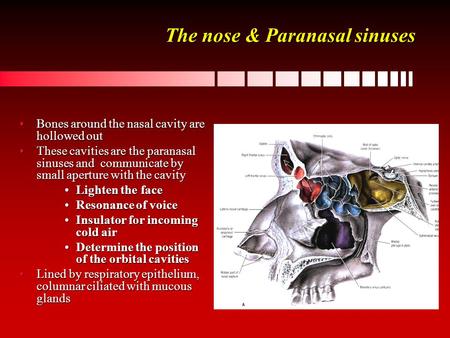 The nose & Paranasal sinuses