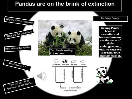 Pandas are on the brink of extinction