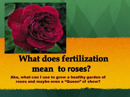 How your rose bush makes food Your rose bush takes in carbon dioxide from the air, water and nutrients from the ground and makes sugars and starches (the.