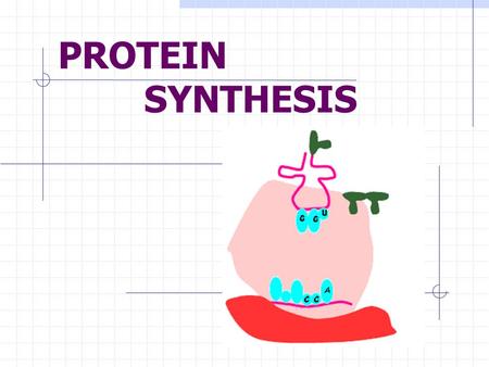 PROTEIN SYNTHESIS.