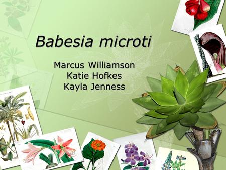 Babesia microti Marcus Williamson Katie Hofkes Kayla Jenness Marcus Williamson Katie Hofkes Kayla Jenness.