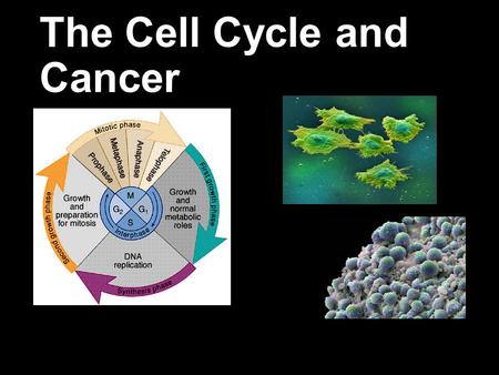 The Cell Cycle and Cancer