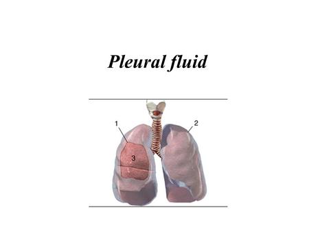 Pleural fluid.