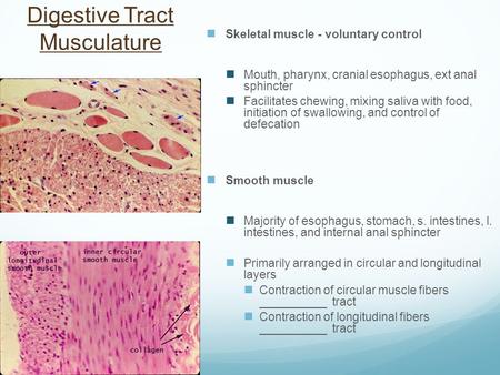 Digestive Tract Musculature Skeletal muscle - voluntary control Mouth, pharynx, cranial esophagus, ext anal sphincter Facilitates chewing, mixing saliva.