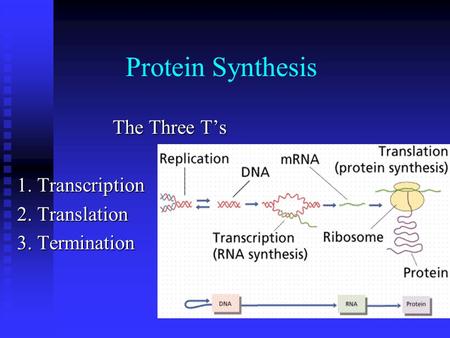 The Three T’s 1. Transcription 2. Translation 3. Termination