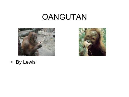 OANGUTAN By Lewis.