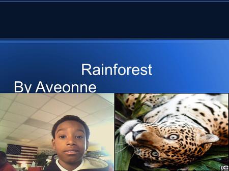 Rainforest By Aveonne.