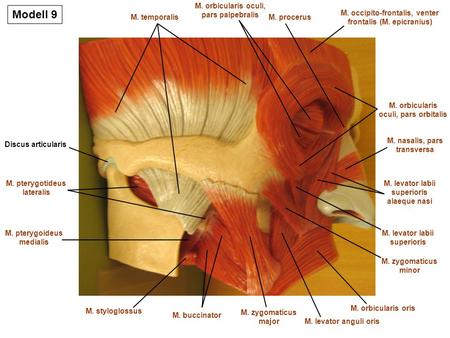 Modell 9 M. orbicularis oculi, pars palpebralis